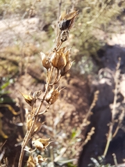 Penstemon parryi