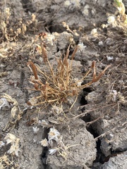 Myosurus apetalus montanus