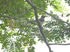 Turdus ignobilis