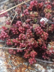 Sedum brevifolium