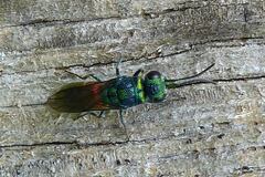 Chrysis ignita