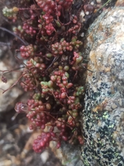 Sedum brevifolium