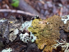 Melanelixia subaurifera