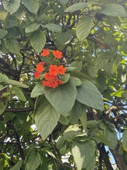 Cordia sebestena