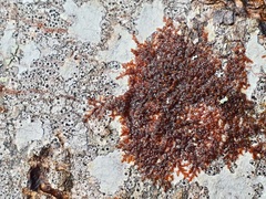 Frullania bolanderi