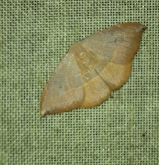Watsonalla uncinula
