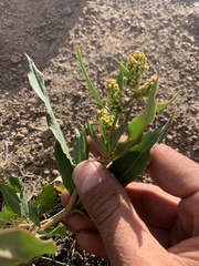 Rumex salicifolius