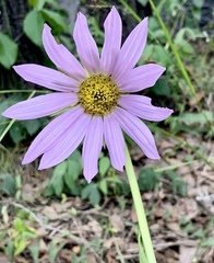 Iostephane heterophylla