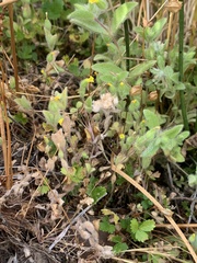 Mimetanthe pilosa
