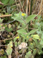 Mimetanthe pilosa