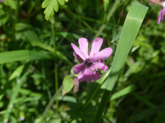 Microbotryum silenes-dioicae