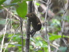 Schiffornis stenorhyncha