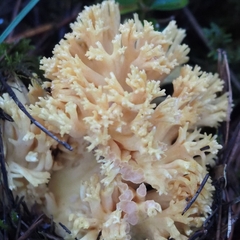 Ramaria formosa