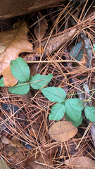 Rubus hispidus