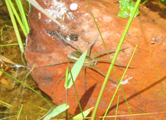 Thaumasia