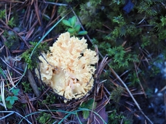 Ramaria formosa