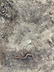 Oligochaeta