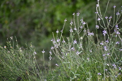 Verbena xutha