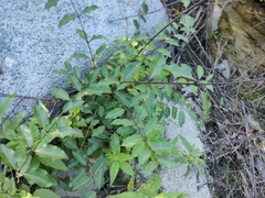 Cryptostegia grandiflora