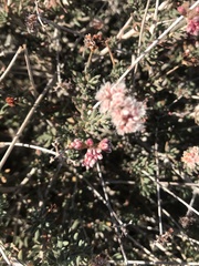 Eriogonum fasciculatum