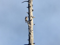 Glaucidium gnoma