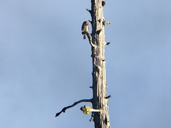 Glaucidium gnoma