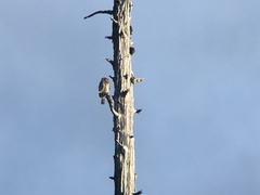 Glaucidium gnoma