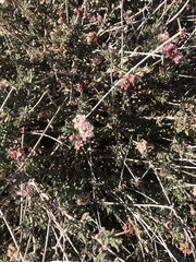 Eriogonum fasciculatum