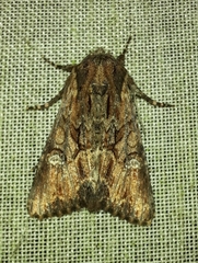 Mniotype occidentalis