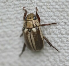 Anoplognathus abnormis