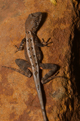 Sitana