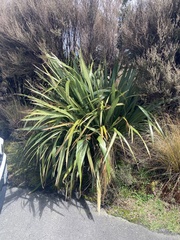 Phormium cookianum