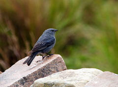 Geospizopsis unicolor