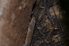 Geckolepis