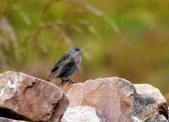 Geospizopsis unicolor