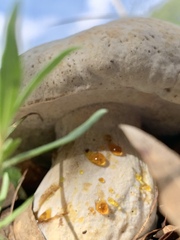 Hypomyces chrysospermus