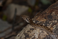 Madagascarophis colubrinus