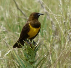 Pseudoleistes virescens