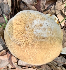 Hypomyces chrysospermus