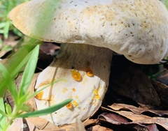 Hypomyces chrysospermus