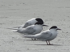 Sterna striata striata