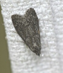 Heteromicta pachytera