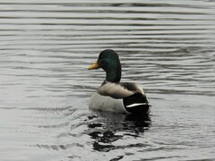 Anas platyrhynchos platyrhynchos