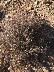 Eriogonum deflexum