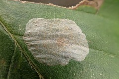 Phyllonorycter esperella