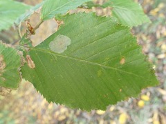 Phyllonorycter esperella
