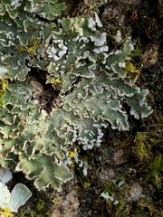 Punctelia jeckeri