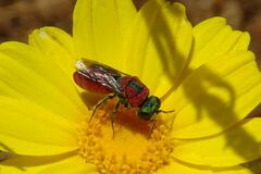 Spinolia dallatorreana