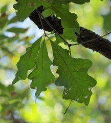 Quercus