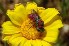 Spinolia dallatorreana